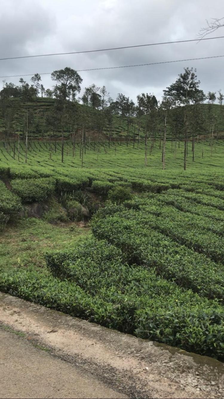 Greenfield Homestay Vythiri Dış mekan fotoğraf